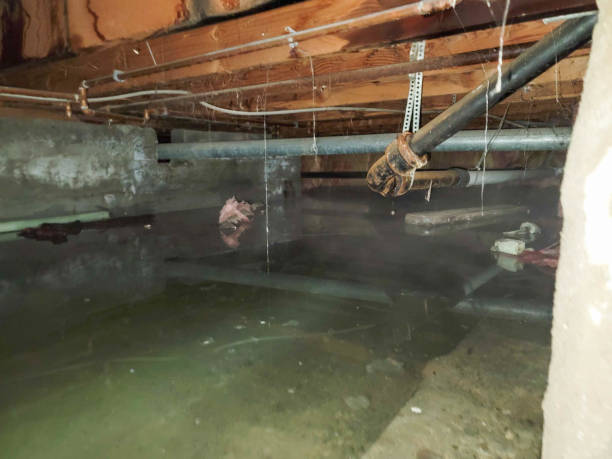 Best Mold removal after water damage  in Castalia, OH
